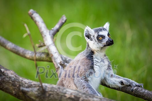 Lemur kata (Lemur catta) Lemur kata (Lemur catta)
