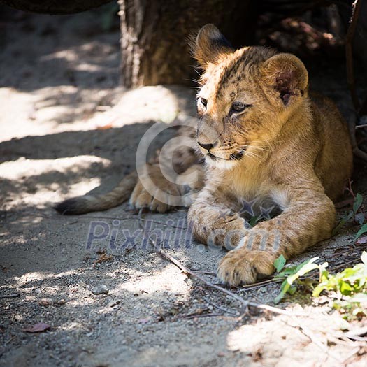 Cute lion cub