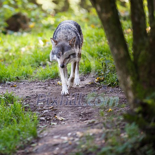 Gray/Eurasian wolf (Canis lupus) Gray/Eurasian wolf (Canis lupus)