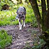 Gray/Eurasian wolf (Canis lupus)