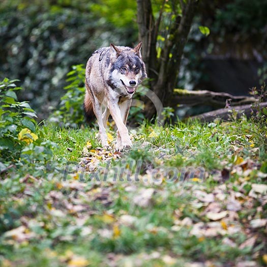 Gray/Eurasian wolf (Canis lupus) Gray/Eurasian wolf (Canis lupus)
