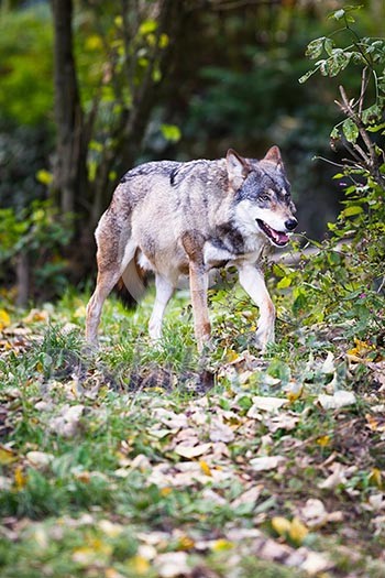 Gray/Eurasian wolf (Canis lupus)