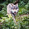 Gray/Eurasian wolf (Canis lupus)