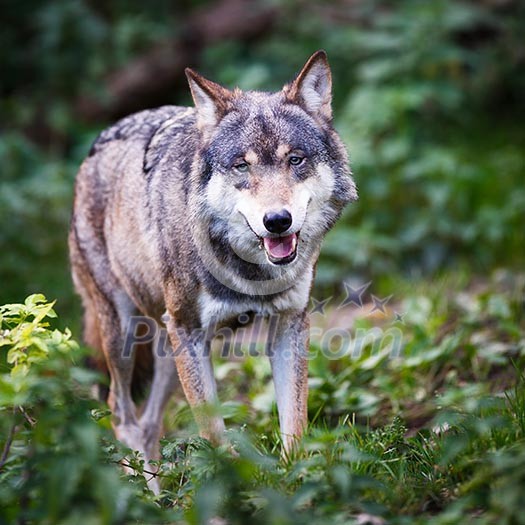 Gray/Eurasian wolf (Canis lupus)