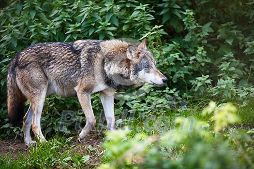 Gray/Eurasian wolf (Canis lupus) Gray/Eurasian wolf (Canis lupus)