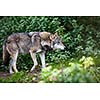 Gray/Eurasian wolf (Canis lupus)