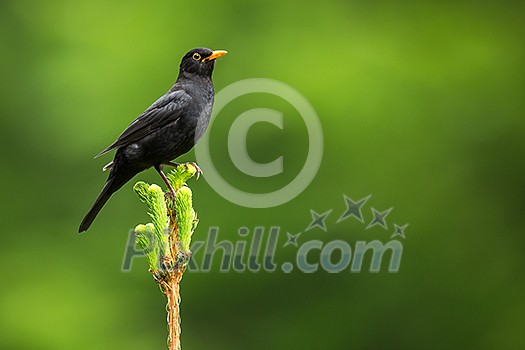 Blackbird - Male Common Blackbird (Turdus merula)