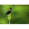 Blackbird - Male Common Blackbird (Turdus merula)