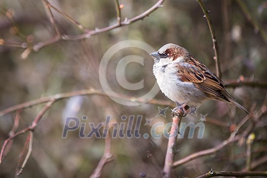 House Sparrow (Passer domesticus) House Sparrow (Passer domesticus)