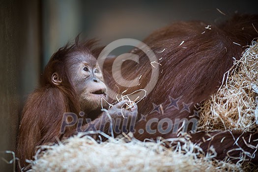 Stare of an orangutan baby, hanging on thick rope. A little great ape is going to be an alpha male. Human like monkey cub in shaggy red fur. Stare of an orangutan baby, hanging on thick rope. A little great ape is going to be an alpha male. Human like monkey cub in shaggy red fur.