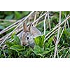 Wild rabbit, Scotland