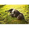 Cute dog lying in the grass in lovely late afternoon sunshine show with shallow DOF