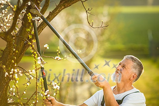 Portrait of a handsome senior man gardening in his garden, on a lovely spring day (color toned image)