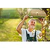 Portrait of a handsome senior man gardening in his garden, on a lovely spring day (color toned image)