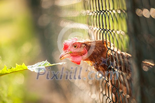 Hen in a farmyard (Gallus gallus domesticus)