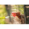 Hen in a farmyard (Gallus gallus domesticus)