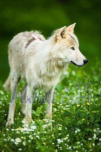 Arctic Wolf (Canis lupus arctos) aka Polar Wolf or White Wolf - Close-up portrait of this beautiful predator against lovely green grass Arctic Wolf (Canis lupus arctos) aka Polar Wolf or White Wolf - Close-up portrait of this beautiful predator against lovely green grass
