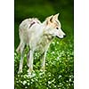 Arctic Wolf (Canis lupus arctos) aka Polar Wolf or White Wolf - Close-up portrait of this beautiful predator against lovely green grass