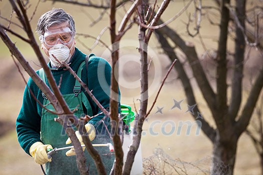 Using chemicals in the garden/orchard: gardener applying an insecticide/a fertilizer to his fruit shrubs, using a sprayer Using chemicals in the garden/orchard: gardener applying an insecticide/a fertilizer to his fruit shrubs, using a sprayer