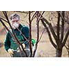 Using chemicals in the garden/orchard: gardener applying an insecticide/a fertilizer to his fruit shrubs, using a sprayer