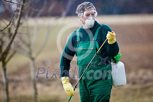 Using chemicals in the garden/orchard: gardener applying an insecticide/a fertilizer to his fruit shrubs, using a sprayer Using chemicals in the garden/orchard: gardener applying an insecticide/a fertilizer to his fruit shrubs, using a sprayer