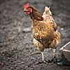 Closeup of a hen in a farmyard (Gallus gallus domesticus)