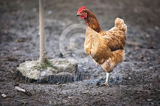 Closeup of a hen in a farmyard (Gallus gallus domesticus) Closeup of a hen in a farmyard (Gallus gallus domesticus)