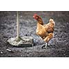 Closeup of a hen in a farmyard (Gallus gallus domesticus)