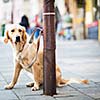 Cute dog waiting patiently for his master on a city street