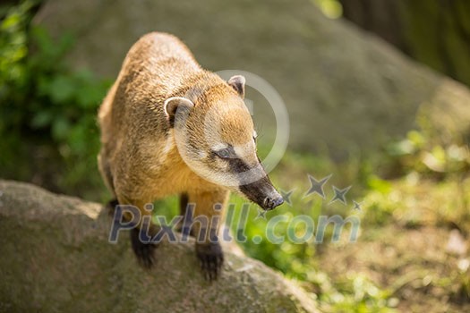 White-nosed Coati (Nasua narica) aka Pizote or Antoon. Diurnal, omnivore mammal White-nosed Coati (Nasua narica) aka Pizote or Antoon. Diurnal, omnivore mammal