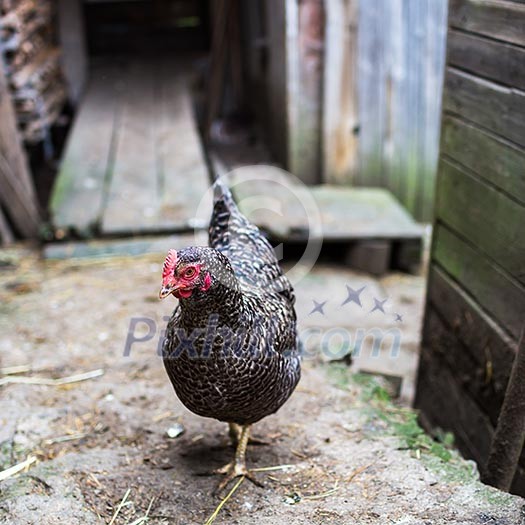 Hen in a farmyard (Gallus gallus domesticus) Hen in a farmyard (Gallus gallus domesticus)