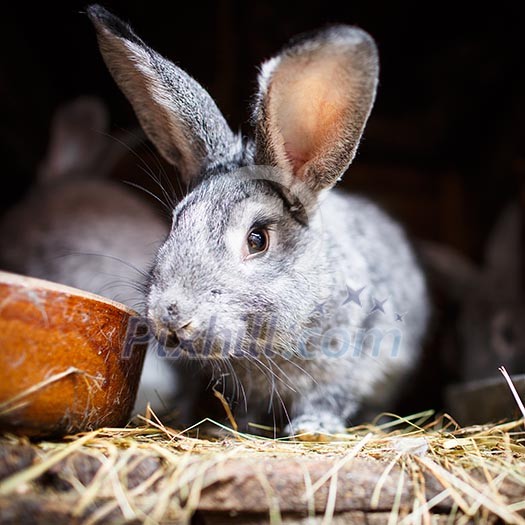 Cute rabbit popping out of a hutch (European Rabbit - Oryctolagus cuniculus) Cute rabbit popping out of a hutch (European Rabbit - Oryctolagus cuniculus)