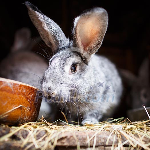 Cute rabbit popping out of a hutch (European Rabbit - Oryctolagus cuniculus)