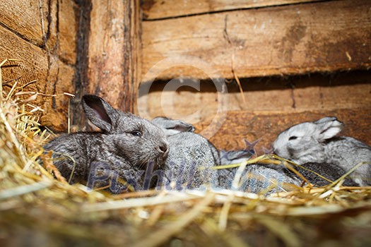 Young rabbits in a hutch (European Rabbit - Oryctolagus cuniculus) Young rabbits in a hutch (European Rabbit - Oryctolagus cuniculus)