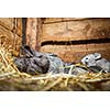 Young rabbits in a hutch (European Rabbit - Oryctolagus cuniculus)