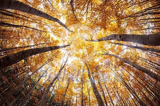 autumn forest treetops (intentionally distorted image; shot with a fisheye lens) autumn forest treetops (intentionally distorted image; shot with a fisheye lens)