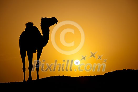 Sun going down in a hot desert: silhouette of a wild camel at sunset Sun going down in a hot desert: silhouette of a wild camel at sunset