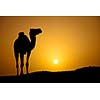 Sun going down in a hot desert: silhouette of a wild camel at sunset