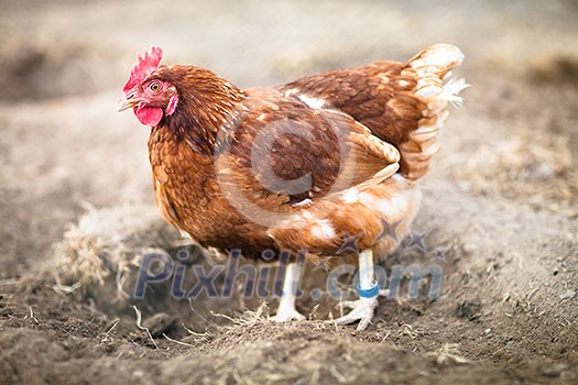 Closeup of a hen in a farmyard (Gallus gallus domesticus)