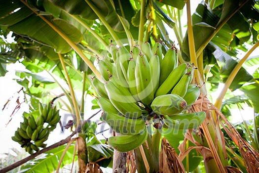 Bunch of bananas hanging from a banana tree (Salalah, Oman)