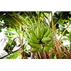 Bunch of bananas hanging from a banana tree (Salalah, Oman)