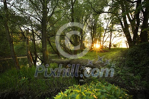 Beautiful riparian forest scenery on a lovely summer evening