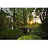 Beautiful riparian forest scenery on a lovely summer evening