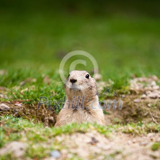 very cute black tailed prairie dog (Cynomys ludovicianus) very cute black tailed prairie dog (Cynomys ludovicianus)