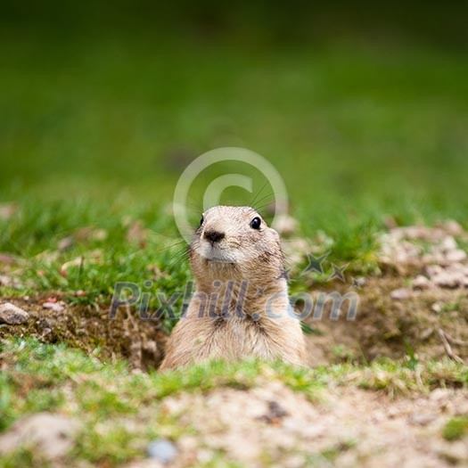 very cute black tailed prairie dog (Cynomys ludovicianus)