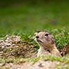 very cute black tailed prairie dog (Cynomys ludovicianus)