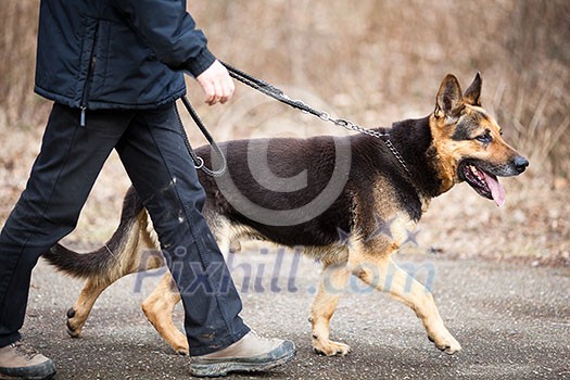 Master and his obedient (German Shepherd) dog