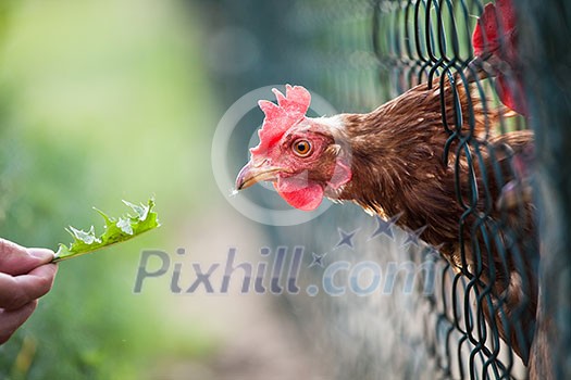 hen in a farmyard (Gallus gallus domesticus) hen in a farmyard (Gallus gallus domesticus)