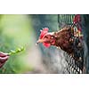 hen in a farmyard (Gallus gallus domesticus)