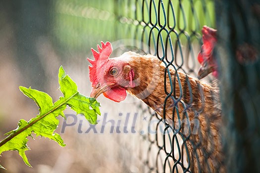 hen in a farmyard (Gallus gallus domesticus) hen in a farmyard (Gallus gallus domesticus)